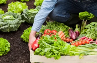 Is Organic Food Really Better for You?